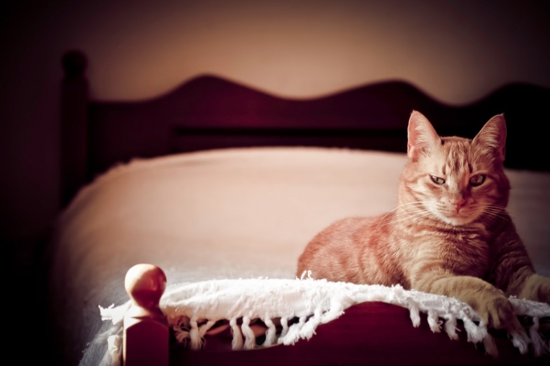 Example: The cat is sitting on my bed.